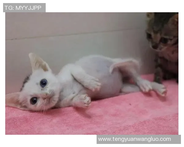 足球明星如何在比赛中巧妙应对猫咪的意外闯入与幽默互动 足球明星如何在比赛中巧妙应对猫咪的意外闯入与幽默互动